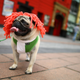 Illustration for article titled The Absolute Cutest Dog Cosplay of All Time